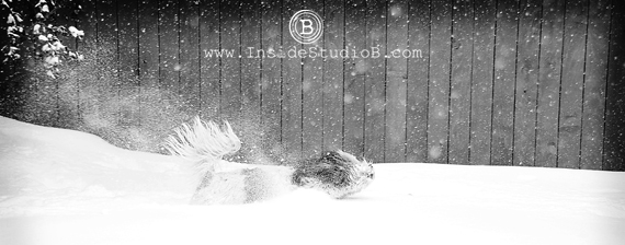 Dog Having Fun in Snow